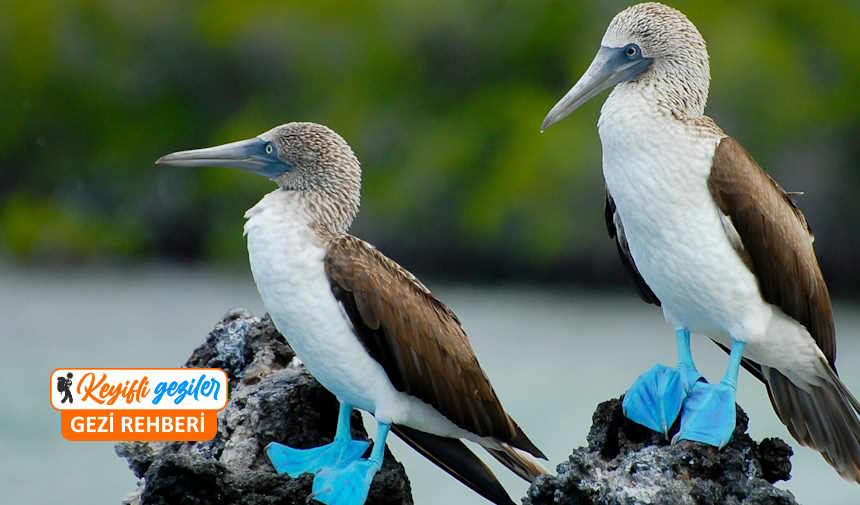Galapagos adaları gezilecek yerler, Galapagos adaları hayvanları